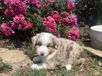 Kentucky , a male Miniature Australian Shepherd for sale in Winston-Salem, NC – 5 of 10