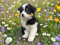 Penelope, a female Toy Australian Shepherd for sale in Winston-Salem, NC – 2 of 10