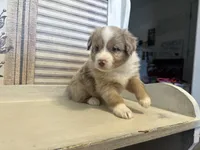 Carolina, a female Miniature Australian Shepherd for sale in Winston-Salem, NC – 10 of 10