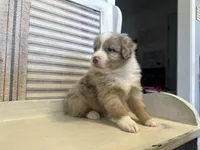 Carolina, a female Miniature Australian Shepherd for sale in Winston-Salem, NC – 8 of 10