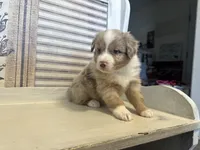 Carolina, a female Miniature Australian Shepherd for sale in Winston-Salem, NC – 2 of 10