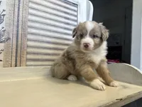 Carolina, a female Miniature Australian Shepherd for sale in Winston-Salem, NC – 9 of 10