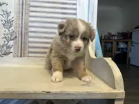 Carolina, a female Miniature Australian Shepherd for sale in Winston-Salem, NC – 4 of 10