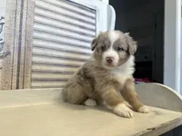 Carolina, a female Miniature Australian Shepherd for sale in Winston-Salem, NC – 6 of 10
