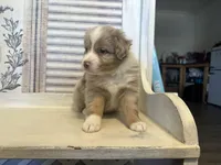 Carolina, a female Miniature Australian Shepherd for sale in Winston-Salem, NC – 3 of 10
