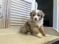 Carolina, a female Miniature Australian Shepherd for sale in Winston-Salem, NC – 7 of 10