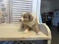 Carolina, a female Miniature Australian Shepherd for sale in Winston-Salem, NC – 5 of 10