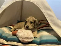 Holly Hobby, a female Miniature Dachshund for sale in Winston-Salem, NC – 4 of 10