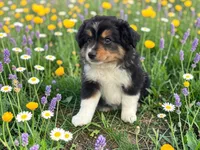 Pepe, a male Toy Australian Shepherd for sale in Winston-Salem, NC – 6 of 9