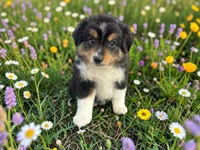 Pepe, a male Toy Australian Shepherd for sale in Winston-Salem, NC – 8 of 9