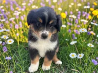 Pedro, a male Toy Australian Shepherd for sale in Winston-Salem, NC – 3 of 10