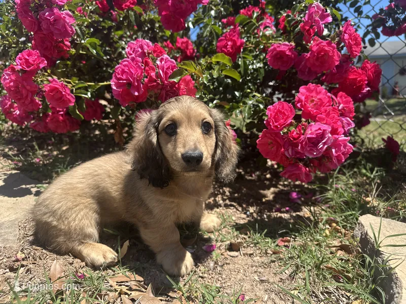 Flynn – Dachshund, Miniature Dachshund puppy for sale in Winston-Salem, NC