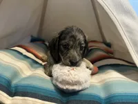 Marbles , a female Miniature Dachshund for sale in Winston-Salem, NC – 4 of 10