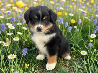 Pedro, a male Toy Australian Shepherd for sale in Winston-Salem, NC – 10 of 10