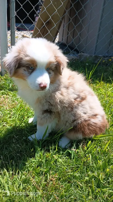 Kentucky  – Miniature Australian Shepherd puppy for sale in Winston-Salem, NC