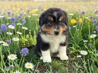 Pepe, a male Toy Australian Shepherd for sale in Winston-Salem, NC – 9 of 9
