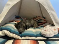 Marbles , a female Miniature Dachshund for sale in Winston-Salem, NC – 10 of 10