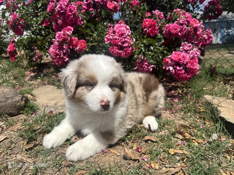 Kentucky  – Miniature Australian Shepherd puppy for sale in Winston-Salem, NC