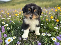 Pepe, a male Toy Australian Shepherd for sale in Winston-Salem, NC – 3 of 9
