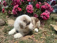 Kentucky , a male Miniature Australian Shepherd for sale in Winston-Salem, NC – 7 of 10