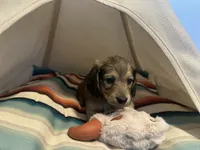 Slinky, a male Miniature Dachshund for sale in Winston-Salem, NC – 3 of 8