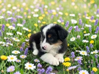 Penelope, a female Toy Australian Shepherd for sale in Winston-Salem, NC – 8 of 10