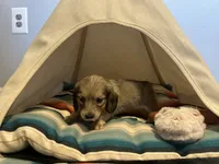 Barbie, a female Miniature Dachshund for sale in Winston-Salem, NC – 3 of 10