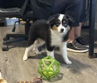 Blue Eyed Abby, a female Toy Australian Shepherd for sale in Winston-Salem, NC – 6 of 6