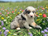 Pablo, a male Toy Australian Shepherd for sale in Winston-Salem, NC – 4 of 8