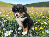 Pedro, a male Toy Australian Shepherd for sale in Winston-Salem, NC – 7 of 10