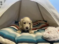 Jax, a male Miniature Dachshund for sale in Winston-Salem, NC – 7 of 10