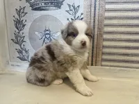 Kentucky , a male Miniature Australian Shepherd for sale in Winston-Salem, NC – 6 of 9