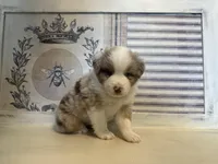 Kentucky , a male Miniature Australian Shepherd for sale in Winston-Salem, NC – 5 of 9