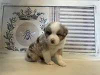 Kentucky , a male Miniature Australian Shepherd for sale in Winston-Salem, NC – 3 of 9