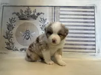 Kentucky , a male Miniature Australian Shepherd for sale in Winston-Salem, NC – 4 of 9