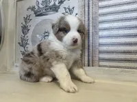 Kentucky , a male Miniature Australian Shepherd for sale in Winston-Salem, NC – 8 of 9