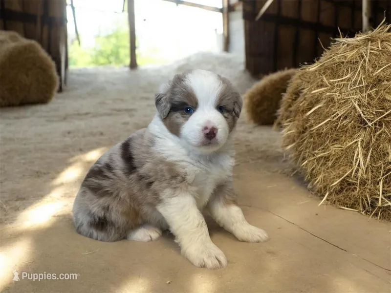 Kentucky  – Miniature Australian Shepherd puppy for sale in Winston-Salem, NC