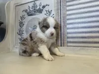 Kentucky , a male Miniature Australian Shepherd for sale in Winston-Salem, NC – 9 of 9