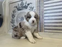 Kentucky , a male Miniature Australian Shepherd for sale in Winston-Salem, NC – 2 of 9