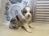 Kentucky , a male Miniature Australian Shepherd for sale in Winston-Salem, NC – 7 of 9