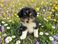 Pepe, a male Toy Australian Shepherd for sale in Winston-Salem, NC – 4 of 9