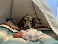 Slinky, a male Miniature Dachshund for sale in Winston-Salem, NC – 2 of 8