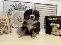 Jolly, a male Miniature Australian Shepherd for sale in Winston-Salem, NC – Photo 2 of 9