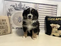 Jolly, a male Miniature Australian Shepherd for sale in Winston-Salem, NC – Photo 4 of 9