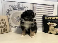 Jolly, a male Miniature Australian Shepherd for sale in Winston-Salem, NC – Photo 3 of 9