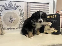 Jolly, a male Miniature Australian Shepherd for sale in Winston-Salem, NC – Photo 5 of 9