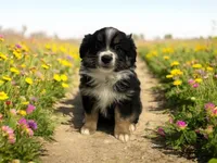 Jolly, a male Miniature Australian Shepherd for sale in Winston-Salem, NC – Photo 1 of 9