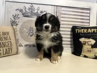 Jolly, a male Miniature Australian Shepherd for sale in Winston-Salem, NC – Photo 9 of 9