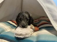 Marbles , a female Miniature Dachshund for sale in Winston-Salem, NC – 2 of 10