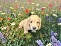 Kristoff, a male Miniature Dachshund for sale in Winston-Salem, NC – 6 of 6